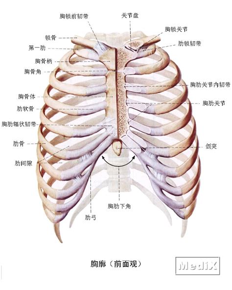 胸廓(前面观)