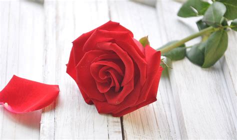 19朵红玫瑰的含义（传递深情，表达爱意，花语解析）_花植网