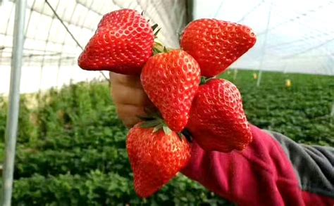 产品中心_产品中心_东港市北井子镇安泰草莓种植专业合作社|草莓种植|草莓基地