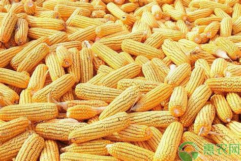 VC果园：今天玉米价格多少钱一斤？2020年玉米价格最新走势分析_VC果园_VC果园代理_VC果园总代-VC果园官网
