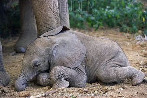小象宝宝居然也能这么可爱，睡着后看起来好柔软！|小象宝宝|小象|署名_新浪新闻