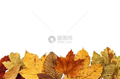 白色背景上的干树叶秋天文本的地方秋天的问候树高清图片下载-正版图片505433379-摄图网