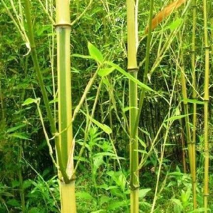 竹类植物识别图鉴（超全），值得珍藏！ - 知乎