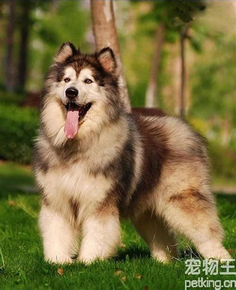 种犬展示 – 阿拉斯加犬-天宇基地-官方网站