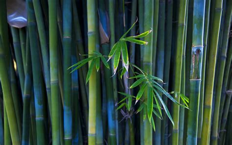 竹子绿色清新4k背景图片-千叶网