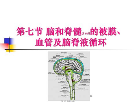 中枢神经系统(六脑和脊髓的被膜血管及脑脊液循环-)课件