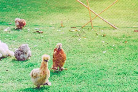 许多鸡在下午的养鸡场上快乐地休息高清图片下载-正版图片504281456-摄图网