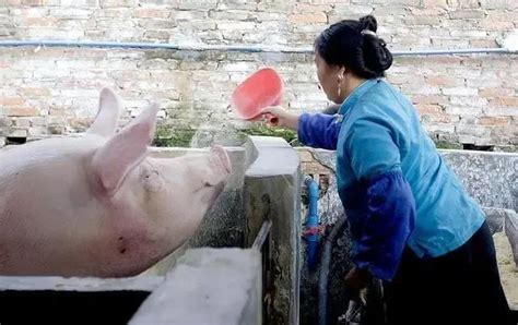 猪价高企 散户养猪为何仍在观望？_农业中国_中国网