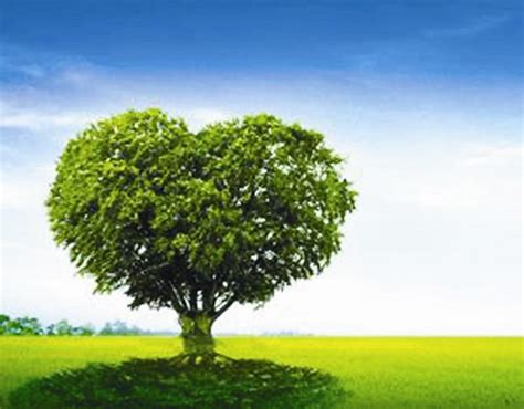 心理课上画一棵树,心理学树木画,心理测试画一棵树解读_大山谷图库