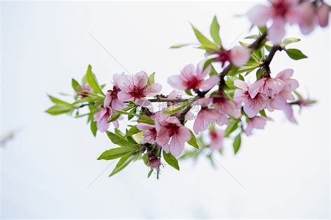 《春暖花开》 壁纸（2）_植物_太平洋电脑网