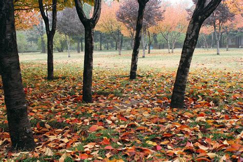 秋天最美的颜色和森林深处的森林小径高清图片下载-正版图片503692859-摄图网