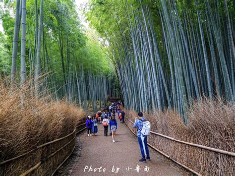 贵州省赤水有一个美丽的地方：赤水竹海国家森林公园|赤水竹海国家森林公园|赤水|野竹坪_新浪新闻