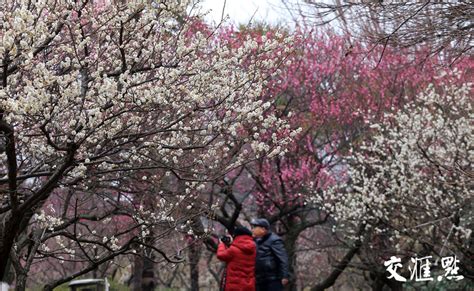 南京：雨水节气 古林公园梅花盛开引游人-人民图片网