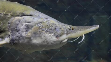 世界上大的淡水鱼种，鲟鱼（体长7.2米重1521斤） - 醉梦生活网