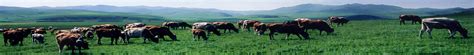 兴安盟农牧局-兴安盟农牧技术推广中心组织召开全盟农业外来入侵物种普查质量控制工作部署会议