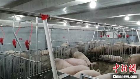 男农正在养猪场看猪mov4K视频素材下载-编号4090294-潮点视频
