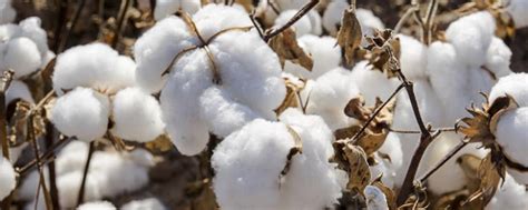 棉花是什么时候传入中国的 - 农敢网