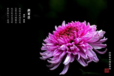 【菊花古诗图摄影图片】广州文化公园生态摄影_太平洋电脑网摄影部落