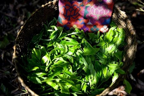 开屏新闻-云南勐海：茶香景美，一片茶叶织出勤劳致富路