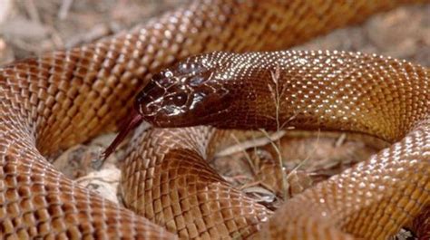 全球十种最恐怖的蛇排名, 世界上最毒的10种蛇类_新浪新闻