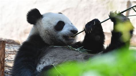 大熊猫“如意”和“丁丁”在莫斯科庆祝生日_凤凰网视频_凤凰网