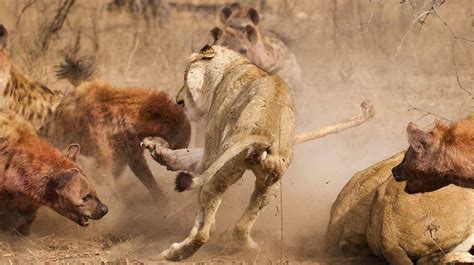 愤怒的狮子妈妈杀死鬣狗一家为幼狮报仇-野生动物袭击！_腾讯视频