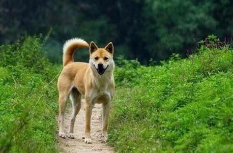 十大便宜好养的宠物狗 中华田园犬第一，沙皮犬上榜_排行榜123网
