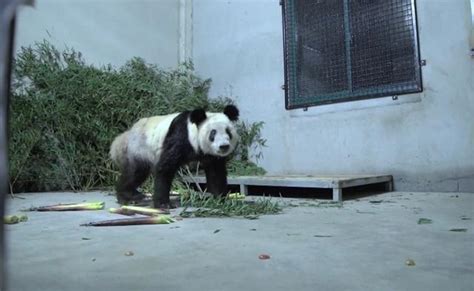 旅美大熊猫正陆续返回中国