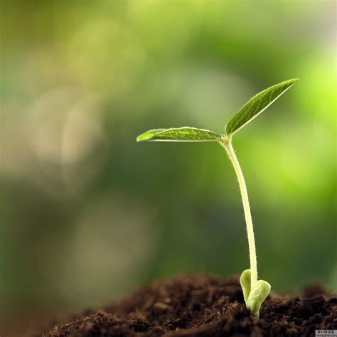 生命力——一颗种子生长全过程#种子发芽 #延时拍摄