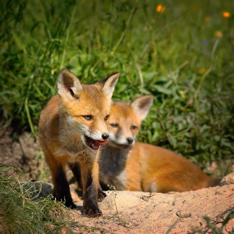 在洞穴附近的野生年轻雕塑中玩耍的红狐狸幼崽动物草橙高清图片下载-正版图片307898238-摄图网