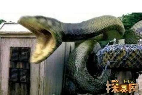 巨蛇蛇,世界上最大巨蛇,挖掘机挖出16米长巨蛇_大山谷图库