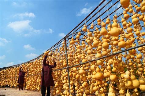 山东聊城：葫芦丰收-人民图片网