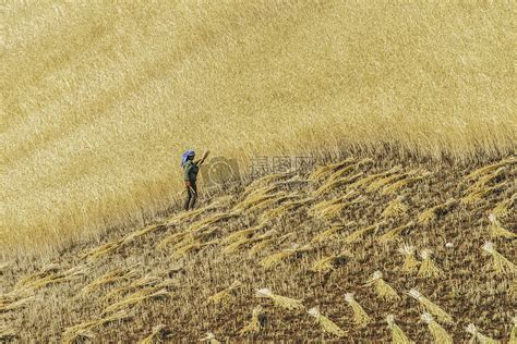 秋收时节收获麦子高清图片下载-正版图片500465486-摄图网