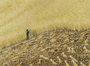 网红扎堆到麦地直播割麦 的图像结果