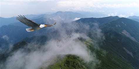 翱翔的老鹰图片素材-正版创意图片500878255-摄图网