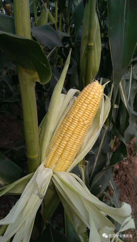 玉米种子哪个品种最好产量最高？ - 惠农网