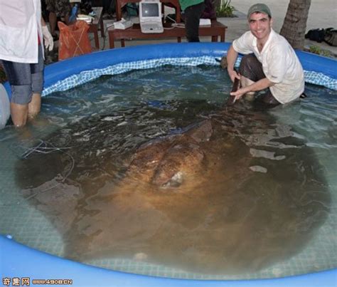 最大的淡水鱼,上最大的淡水鱼,巨型淡水鱼_大山谷图库