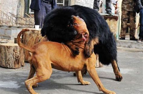 实拍：藏獒打架视频，藏獒vs比特犬 要是纯种藏獒的话谁胜谁负？