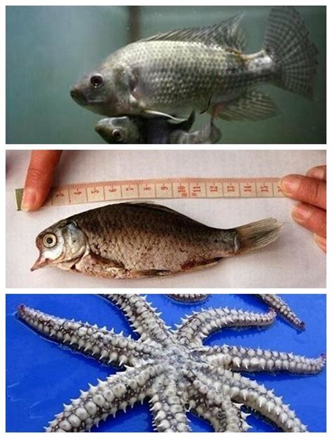 核辐射变异？日本2000米深海发现2.5米长怪鱼，是什么物种|怪异|鱼|深海_新浪新闻