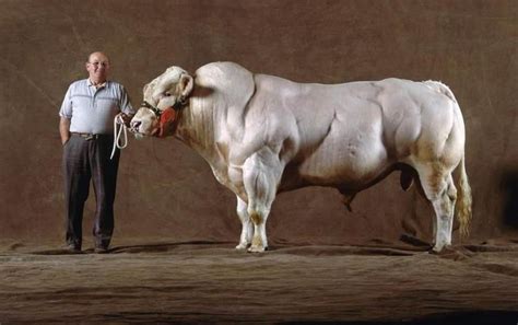 世界上最“厉害”的牛，堪称牛魔王原型，老虎见了它跑远|牛魔王|野牛|牛_新浪新闻