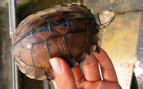 石龟和中华草龟有什么不同，附其详细介绍 - 农敢网