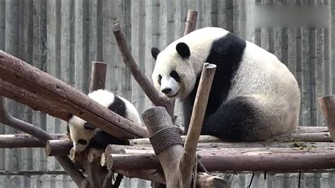 傲娇的熊猫宝宝，要妈妈哄着才睡得着，萌了我一脸_腾讯视频