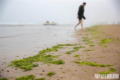 山东青岛海岸遭受浒苔“入侵”|界面新闻 · 图片