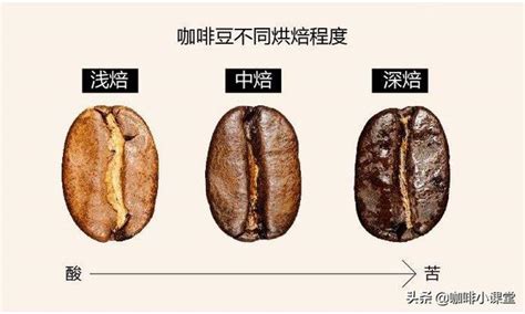 咖啡果实结构图特点！（含解剖图） 中国咖啡网