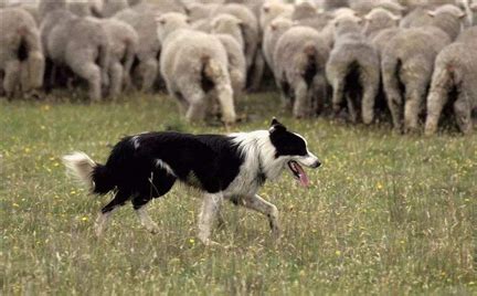 苏格兰牧羊犬为什么禁养？它有什么优点？-宠物王