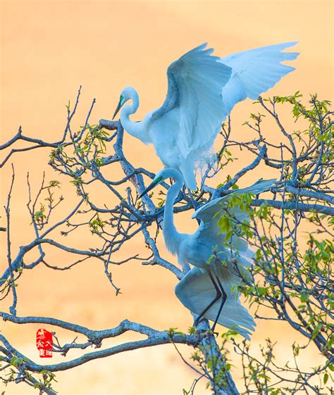 《春天的舞动》—— 白鹭 - 鸟类摄影 - 摄影论坛 - 成都迪比特贸易有限公司