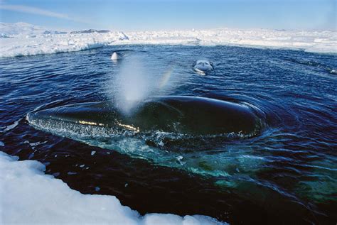 全世界鲸鱼一共有多少个种类？附鲸鱼种类大全 - 农敢网