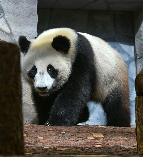 大熊猫丁丁如意起程赴俄罗斯 进一步促进大熊猫保护研究国际合作|大熊猫|丁丁-社会资讯-川北在线