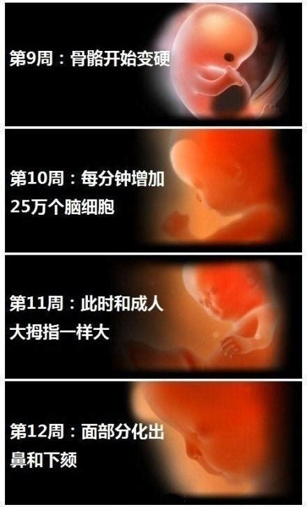 2022年胎儿发育标准对照表图最新版 (附胎儿体重计算公式)_宝宝之家