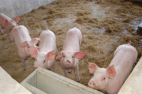 酿酒养猪技术大全及猪病诊断与防治视频 养猪的利润与成本2017
